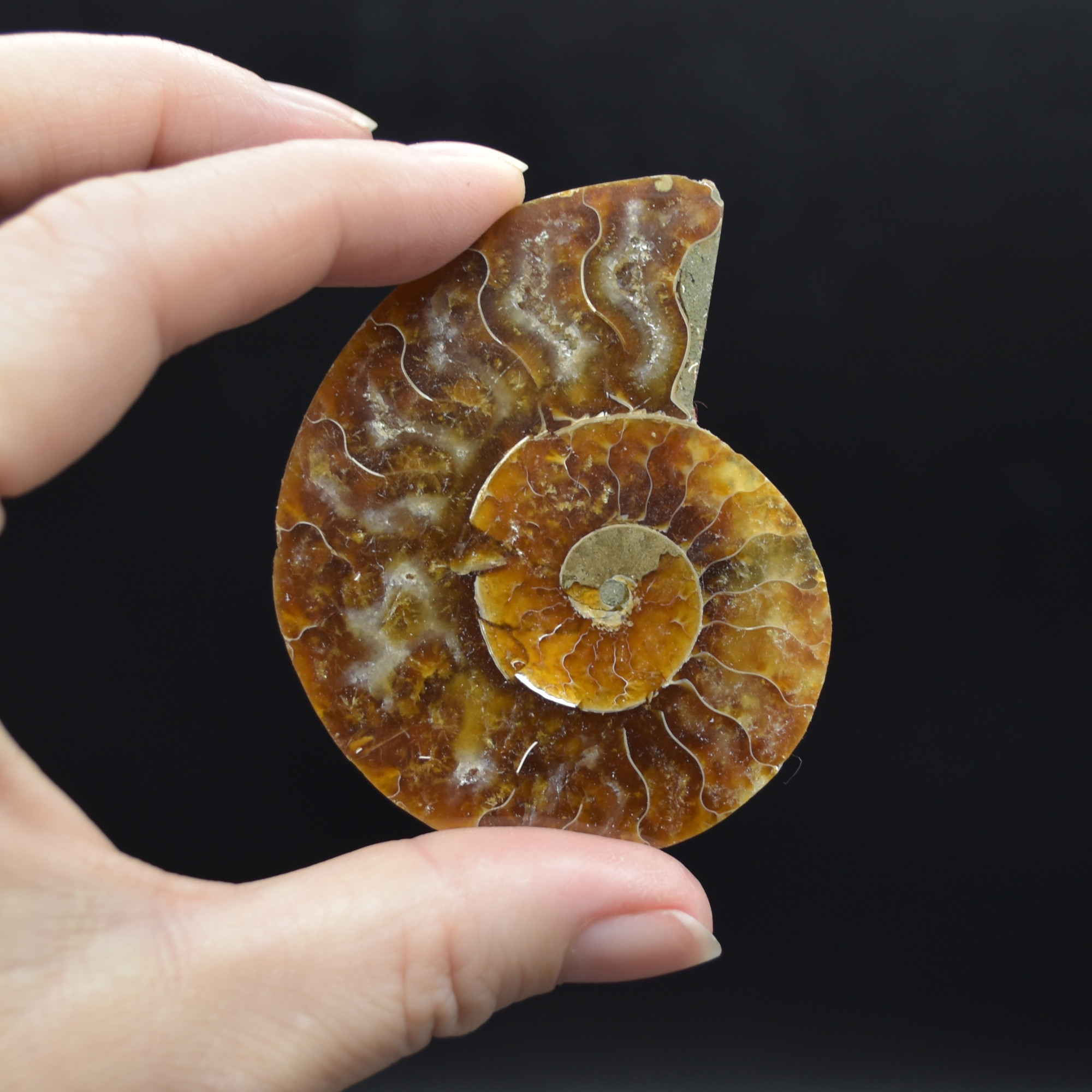 Pair of Brown Ammonite Cleoniceras Fossil Cut Slices from Madagascar - 3 Sizes - Image 7