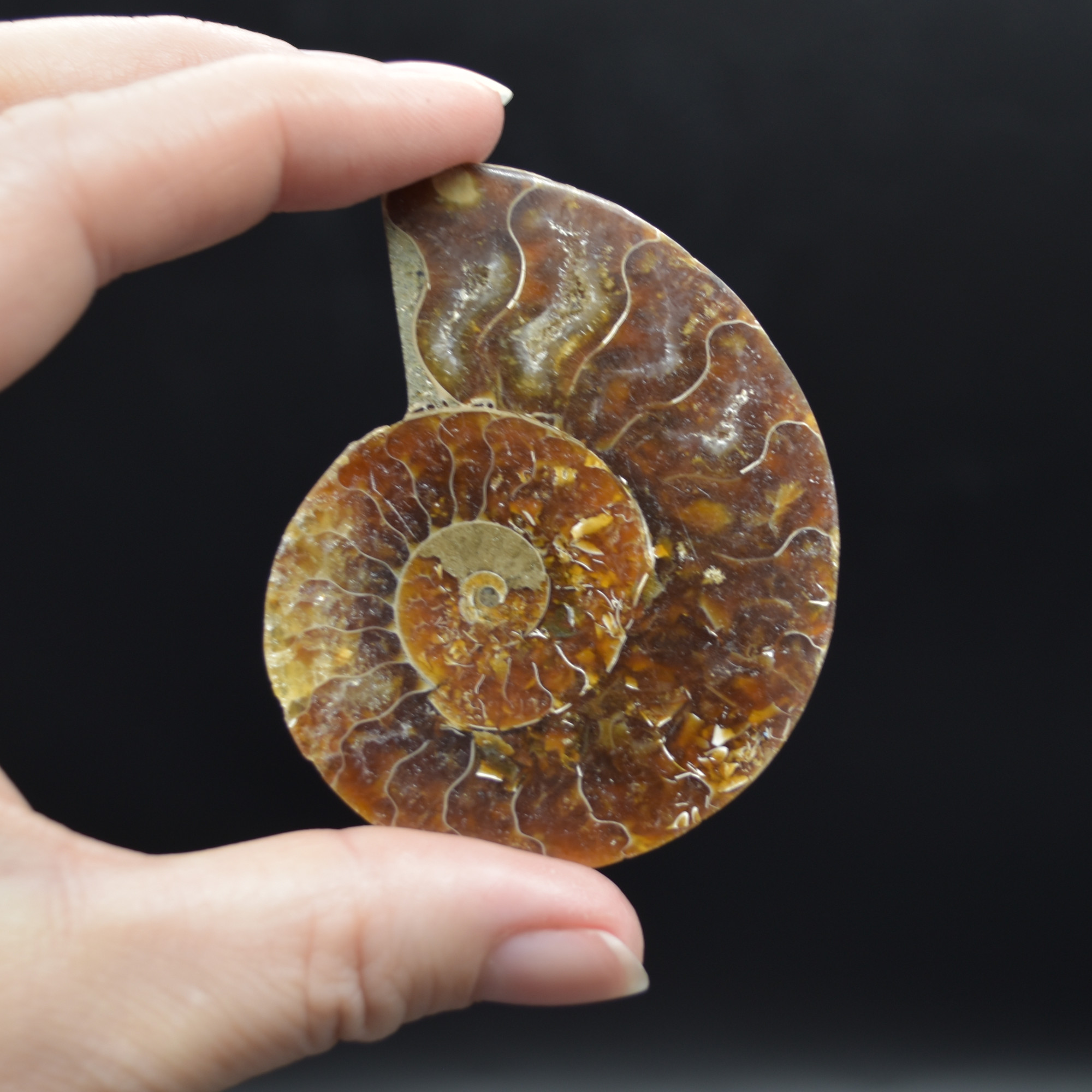 Pair of Brown Ammonite Cleoniceras Fossil Cut Slices from Madagascar - 3 Sizes - Image 8
