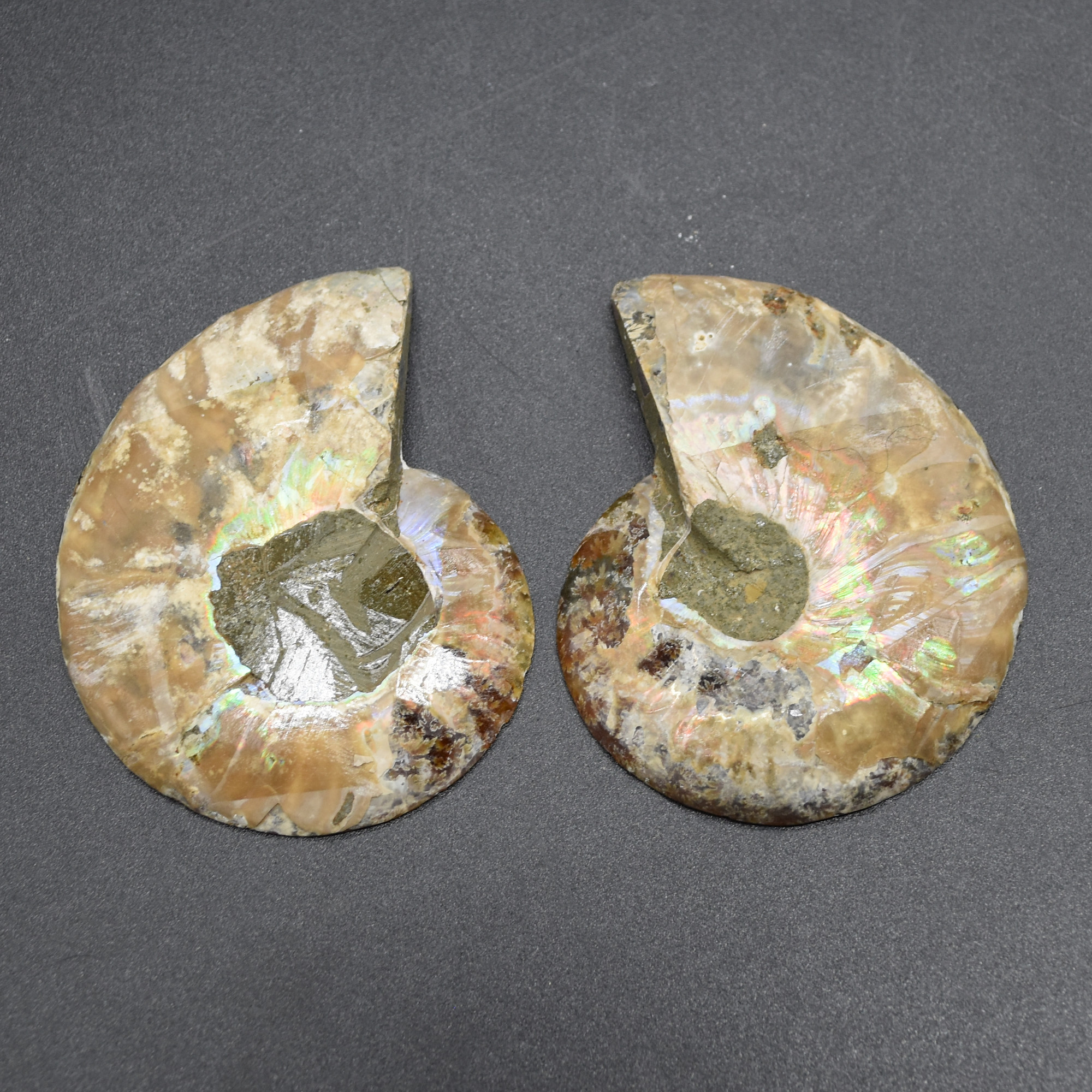 Pair of Brown Ammonite Cleoniceras Fossil Cut Slices from Madagascar - 3 Sizes - Image 9
