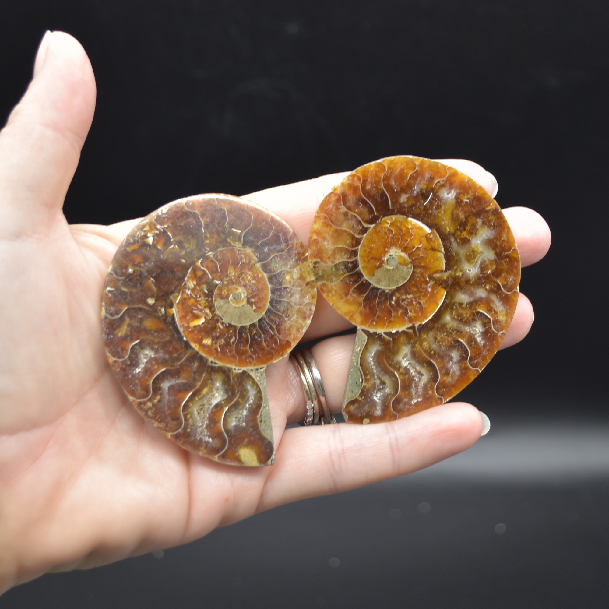 Pair of Brown Ammonite Cleoniceras Fossil Cut Slices from Madagascar - 3 Sizes - Image 10