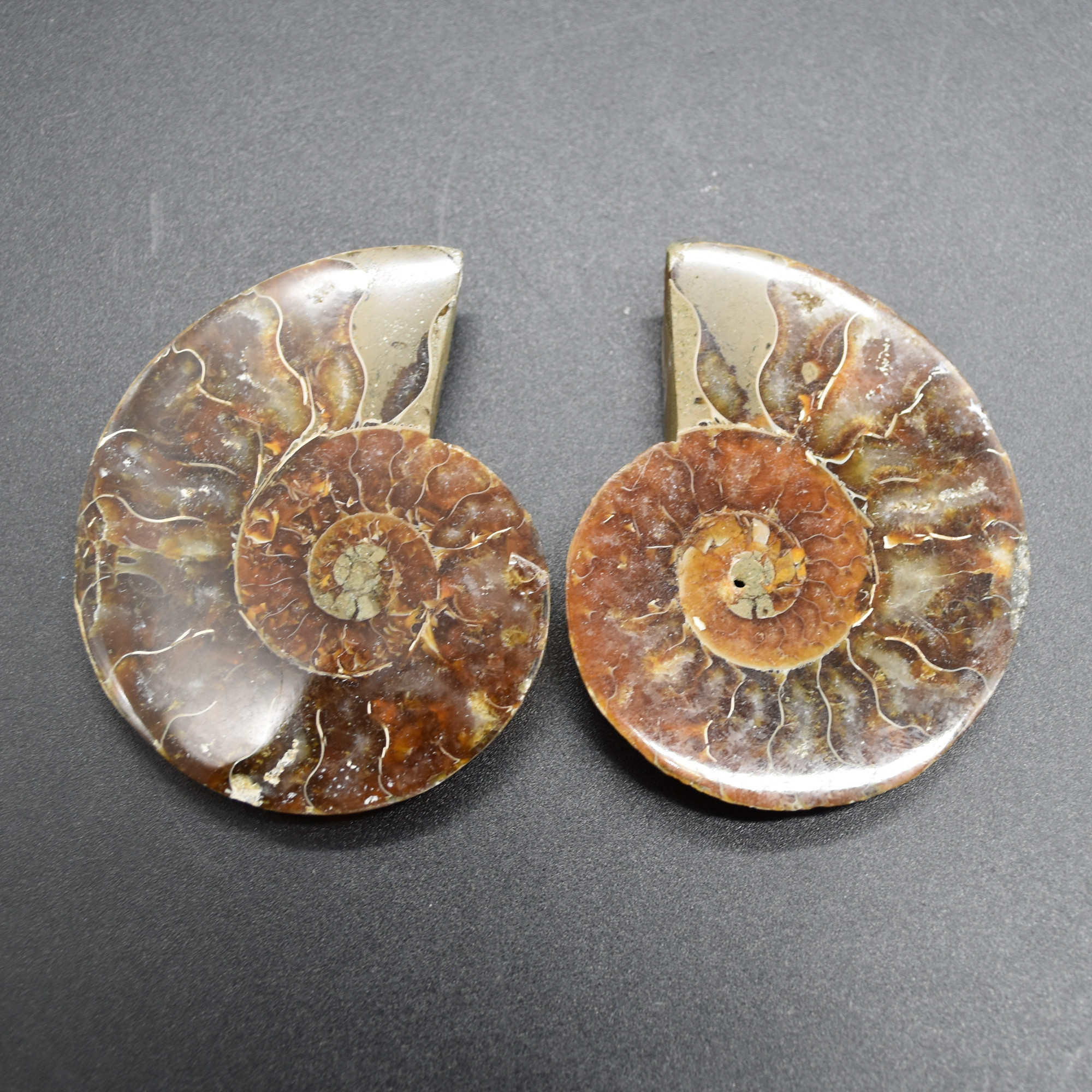Pair of Brown Ammonite Cleoniceras Fossil Cut Slices from Madagascar - 3 Sizes - Image 11