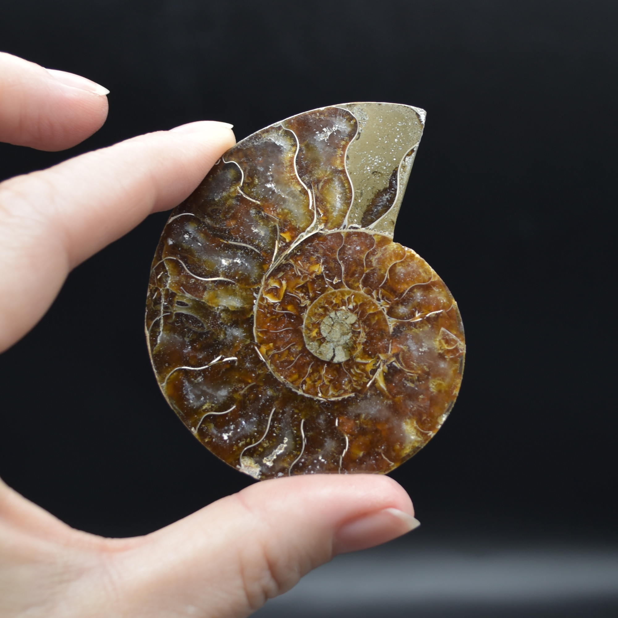 Pair of Brown Ammonite Cleoniceras Fossil Cut Slices from Madagascar - 3 Sizes - Image 12
