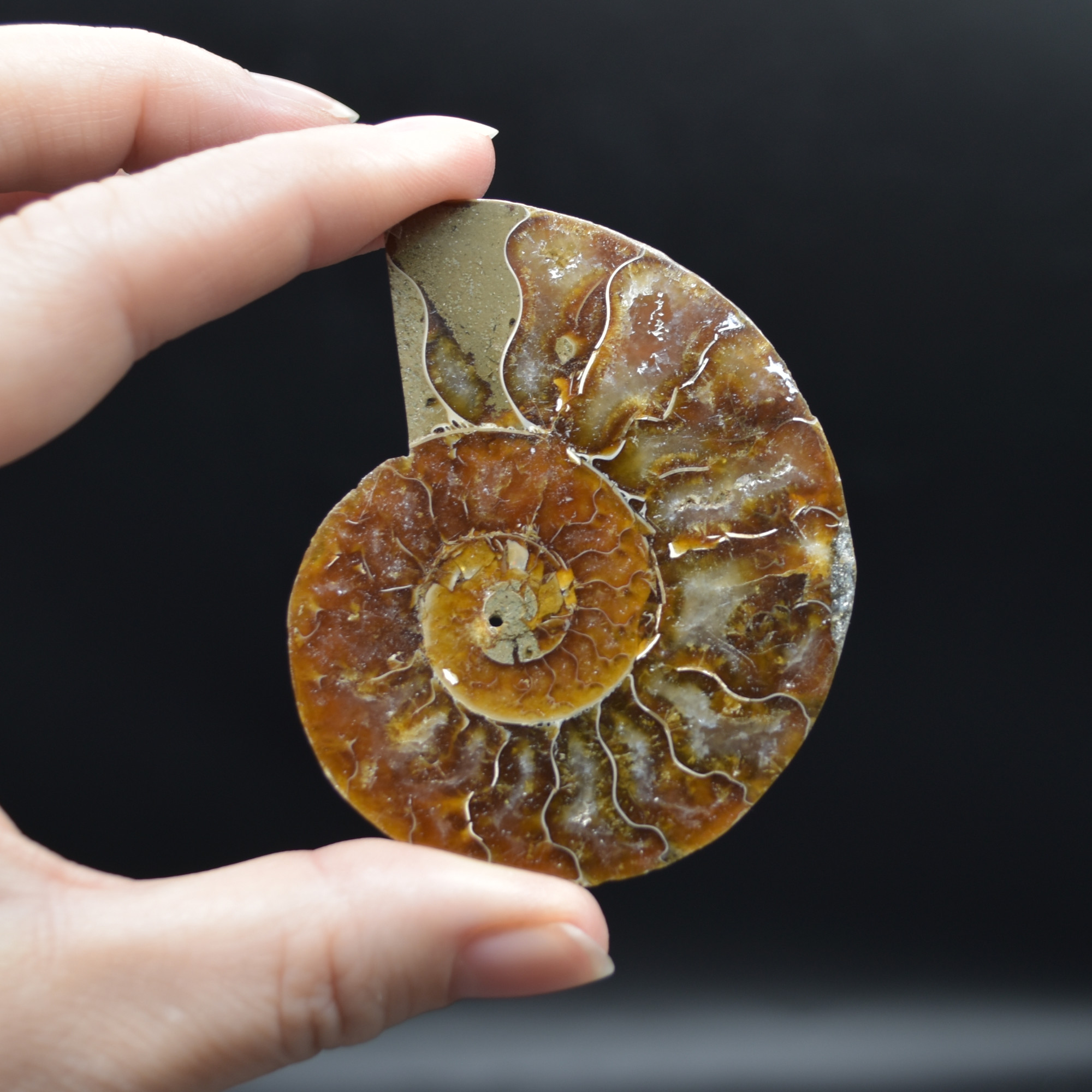 Pair of Brown Ammonite Cleoniceras Fossil Cut Slices from Madagascar - 3 Sizes - Image 13