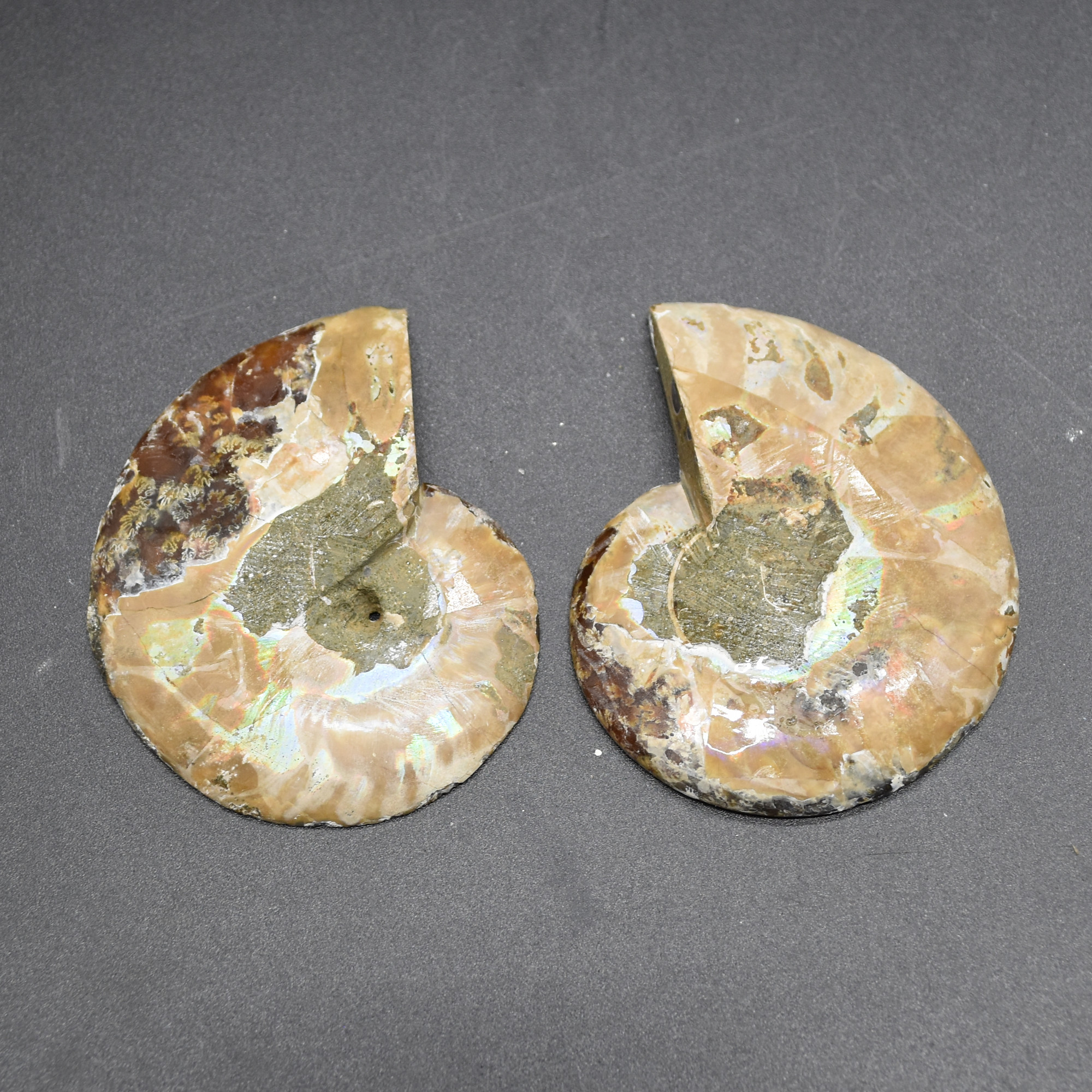 Pair of Brown Ammonite Cleoniceras Fossil Cut Slices from Madagascar - 3 Sizes - Image 14