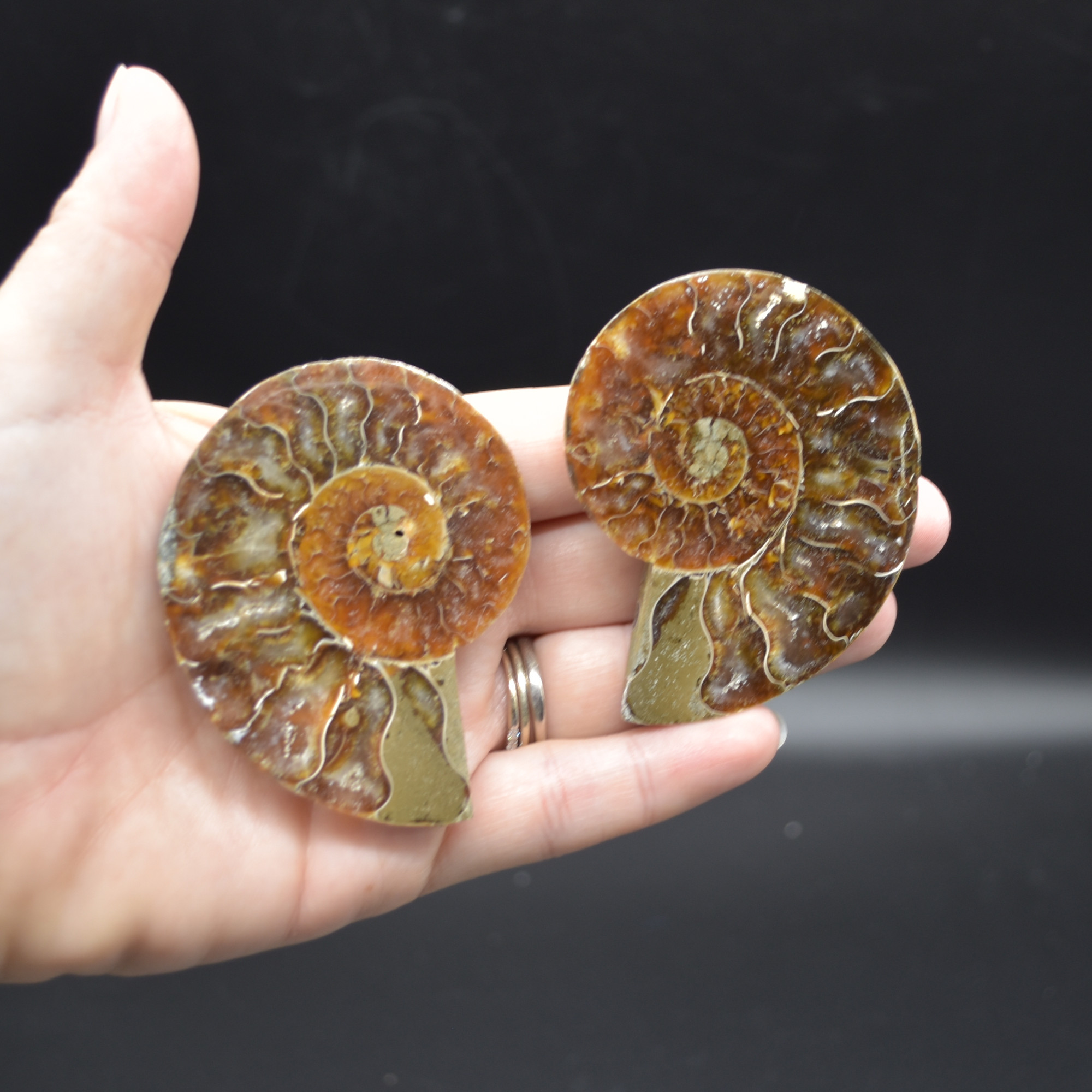 Pair of Brown Ammonite Cleoniceras Fossil Cut Slices from Madagascar - 3 Sizes - Image 15
