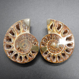 Pair of Brown Ammonite Cleoniceras Fossil Cut Slices from Madagascar - 3 Sizes