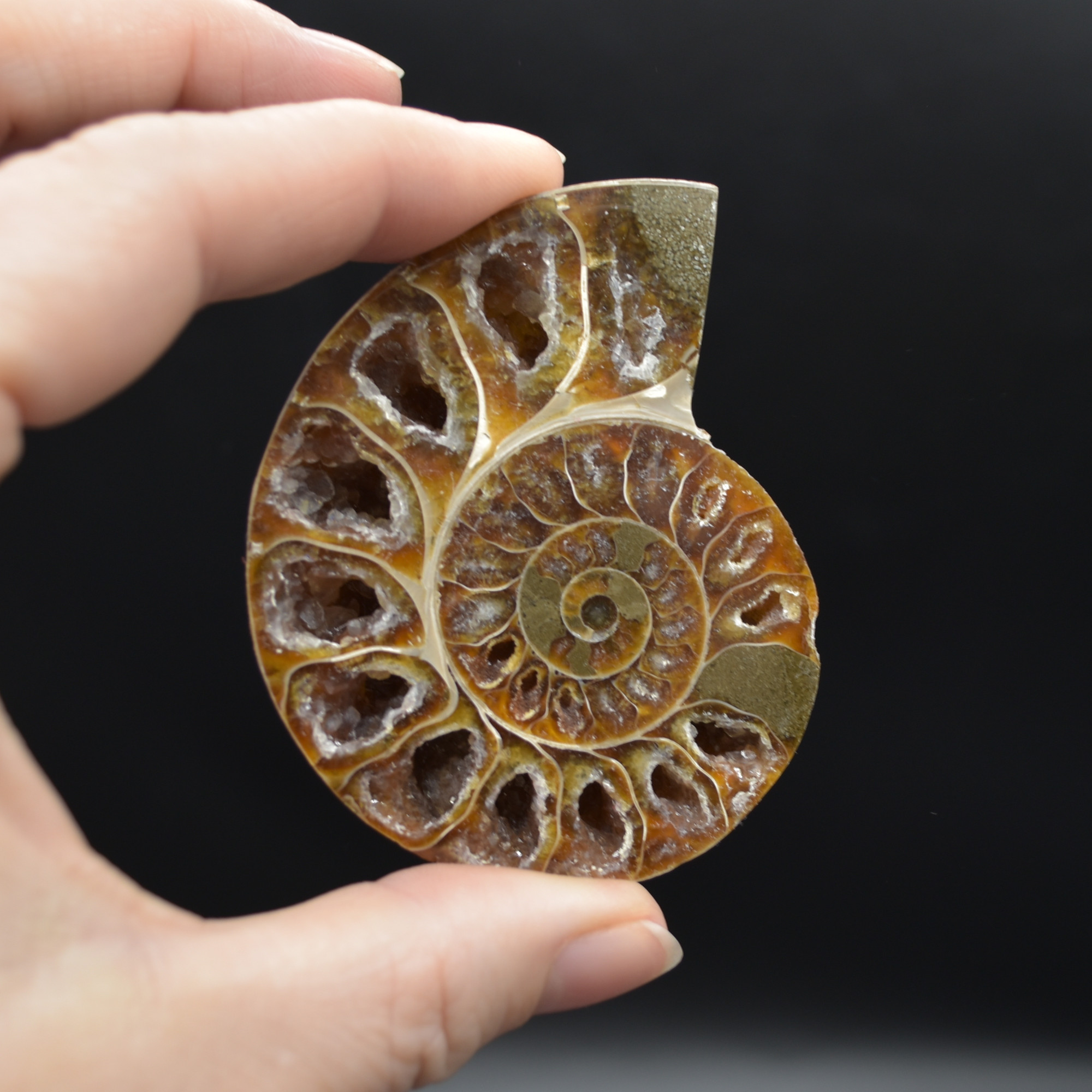 Pair of Brown Ammonite Cleoniceras Fossil Cut Slices from Madagascar - 3 Sizes - Image 2