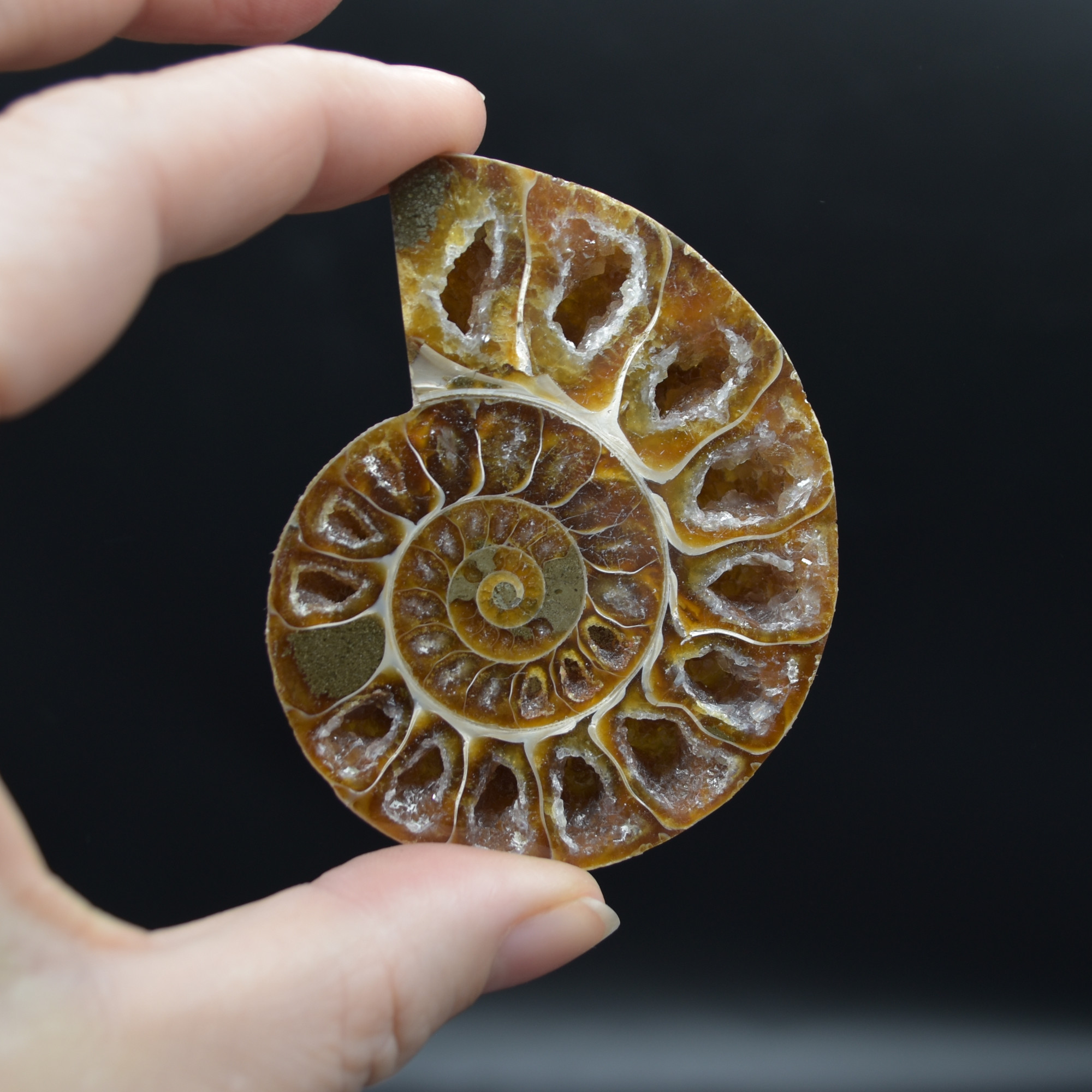 Pair of Brown Ammonite Cleoniceras Fossil Cut Slices from Madagascar - 3 Sizes - Image 3