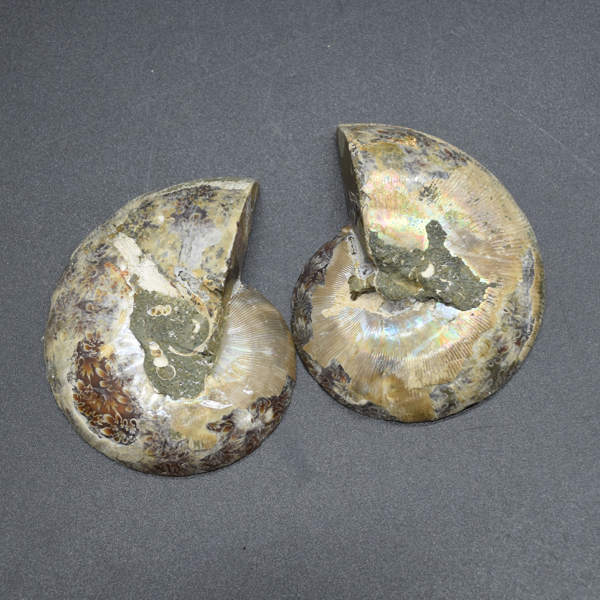Pair of Brown Ammonite Cleoniceras Fossil Cut Slices from Madagascar - 3 Sizes - Image 4