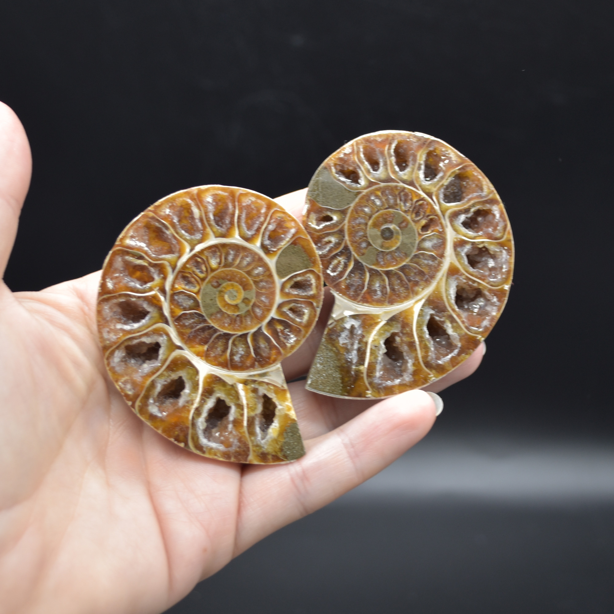 Pair of Brown Ammonite Cleoniceras Fossil Cut Slices from Madagascar - 3 Sizes - Image 5