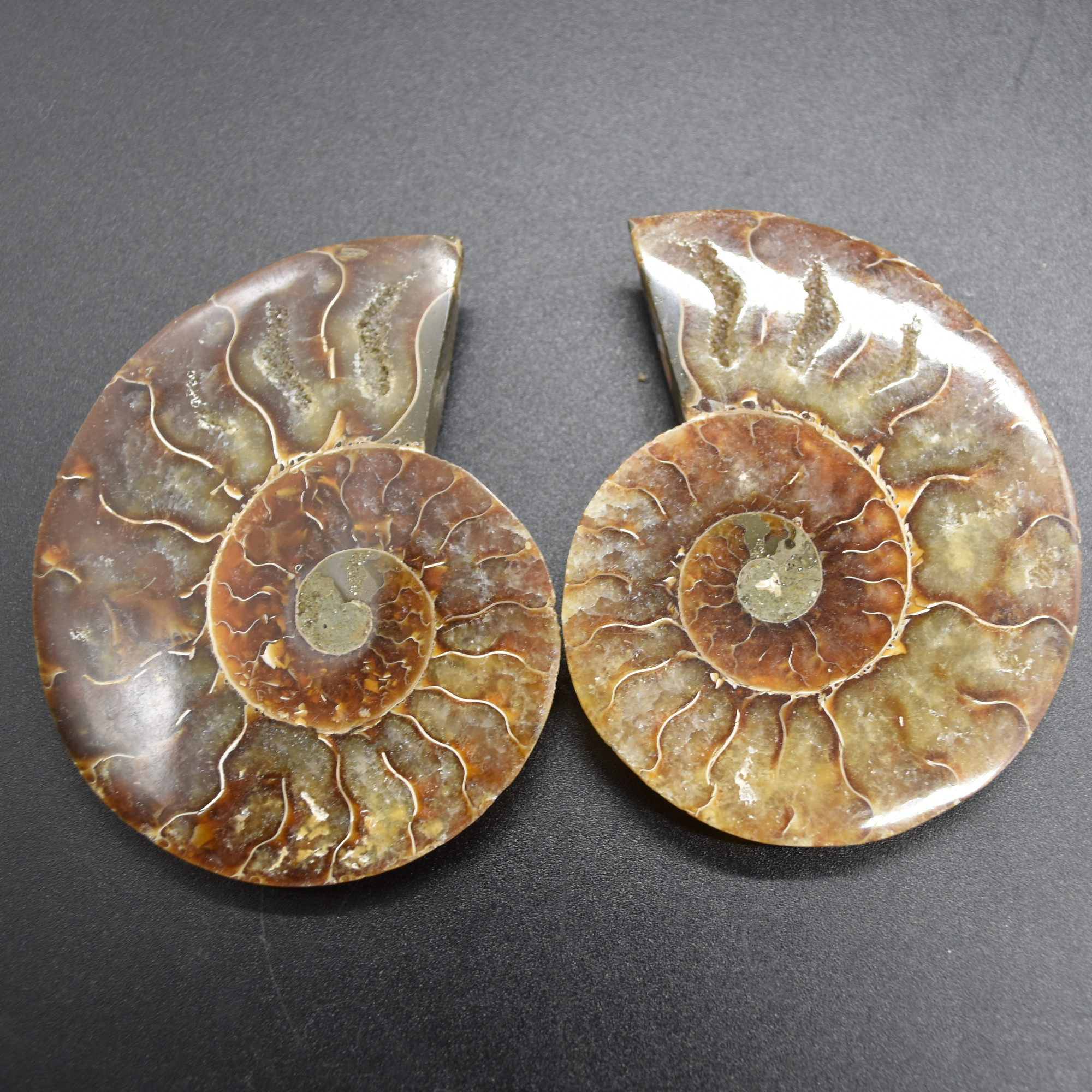 Pair of Brown Ammonite Cleoniceras Fossil Cut Slices from Madagascar - 3 Sizes - Image 6