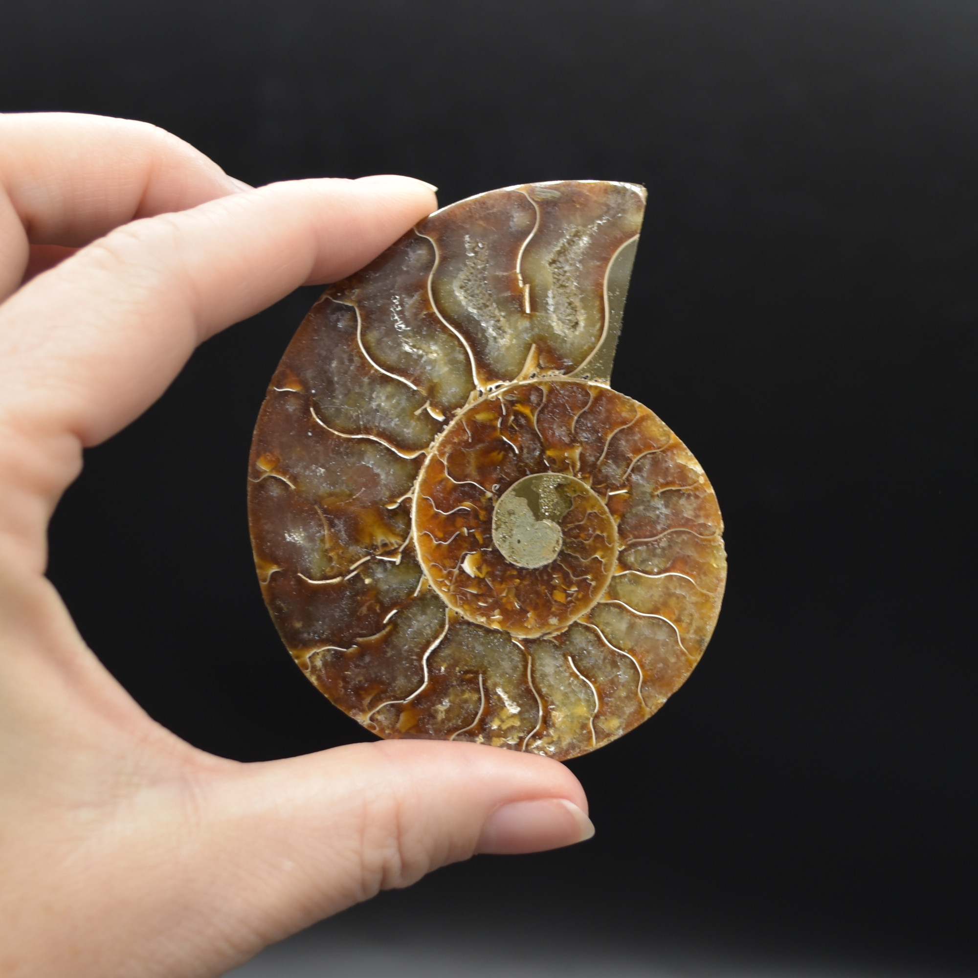 Pair of Brown Ammonite Cleoniceras Fossil Cut Slices from Madagascar - 3 Sizes - Image 7