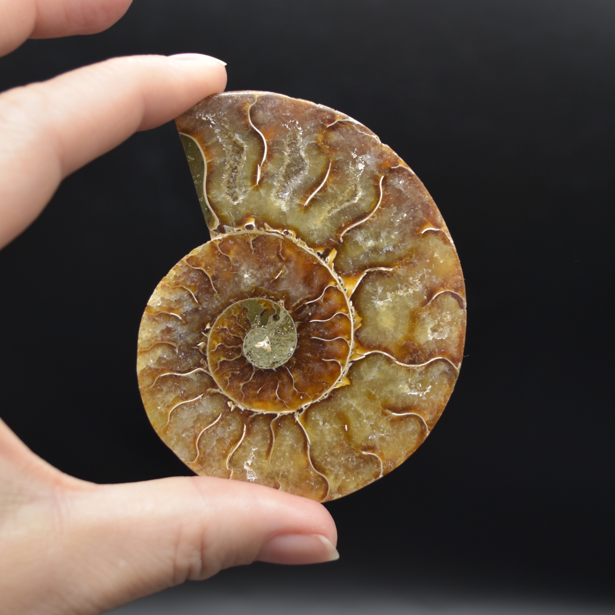 Pair of Brown Ammonite Cleoniceras Fossil Cut Slices from Madagascar - 3 Sizes - Image 8