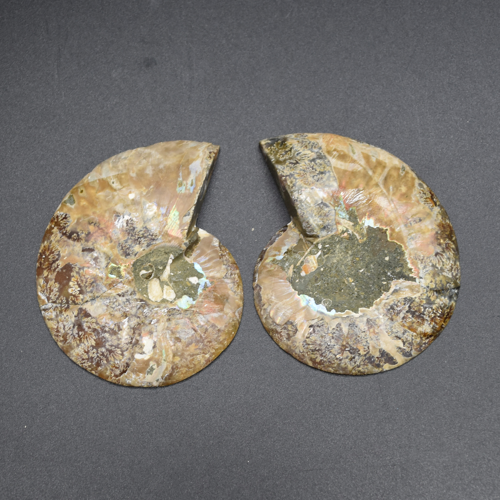 Pair of Brown Ammonite Cleoniceras Fossil Cut Slices from Madagascar - 3 Sizes - Image 9