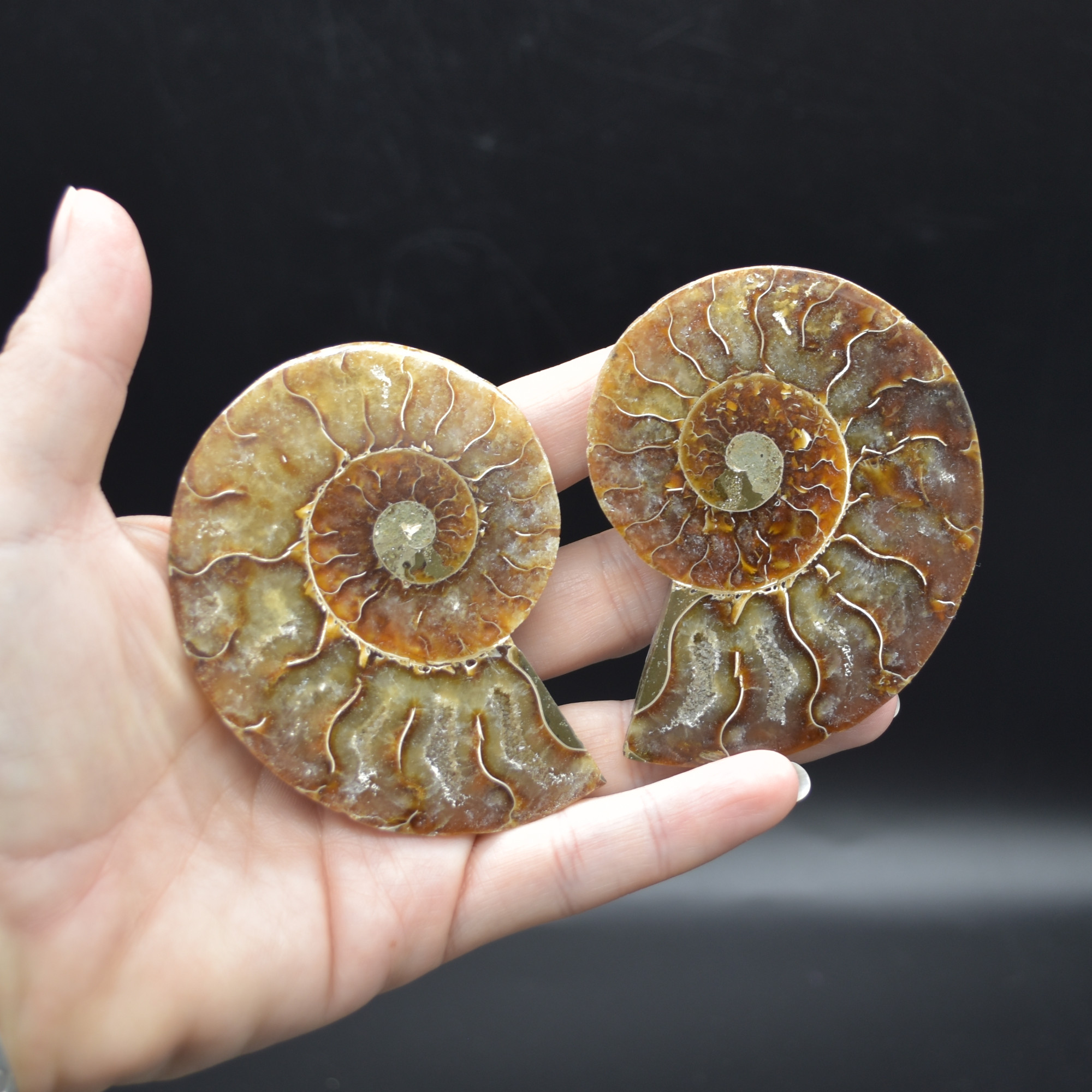 Pair of Brown Ammonite Cleoniceras Fossil Cut Slices from Madagascar - 3 Sizes - Image 10
