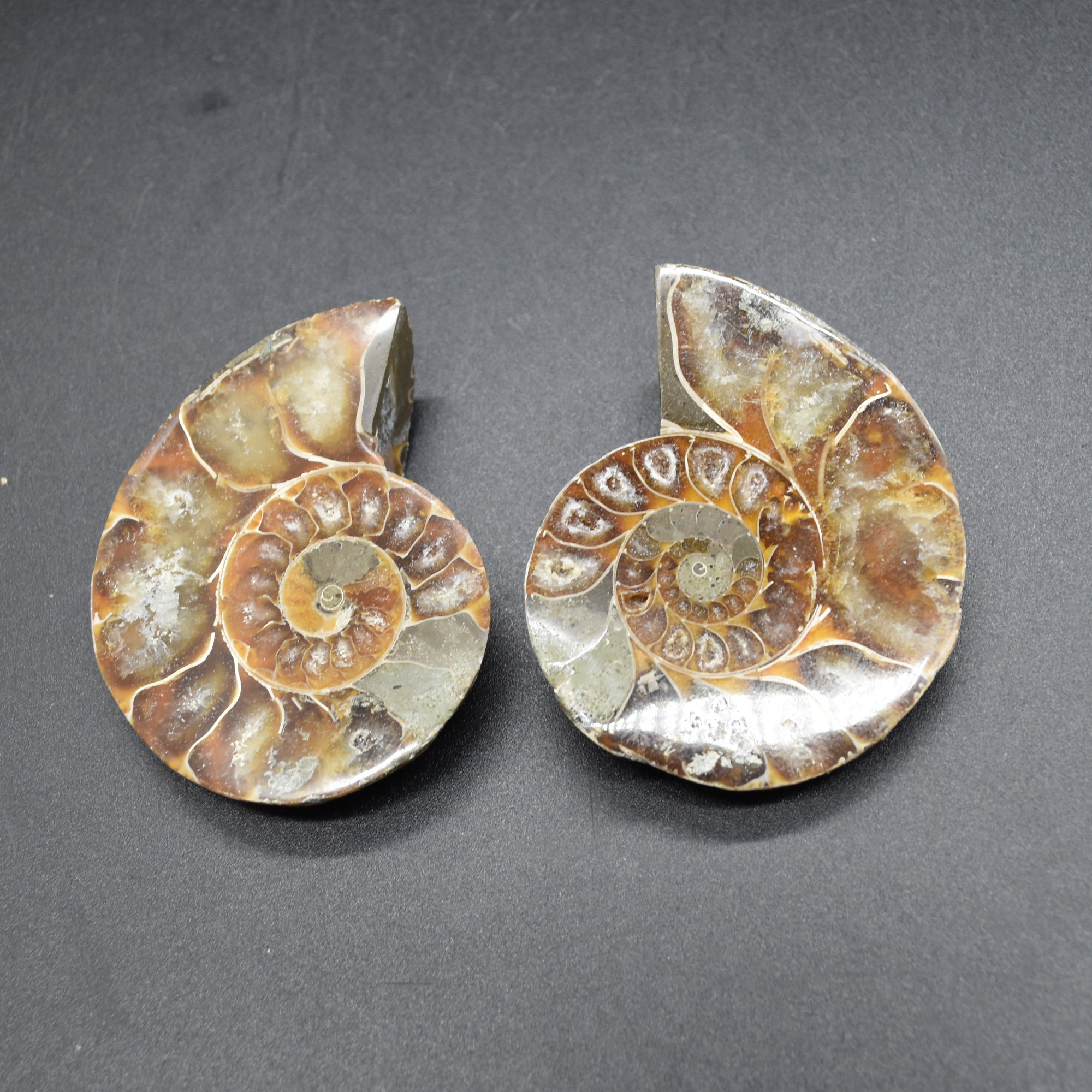 Pair of Brown Ammonite Cleoniceras Fossil Cut Slices from Madagascar - 3 Sizes - Image 11
