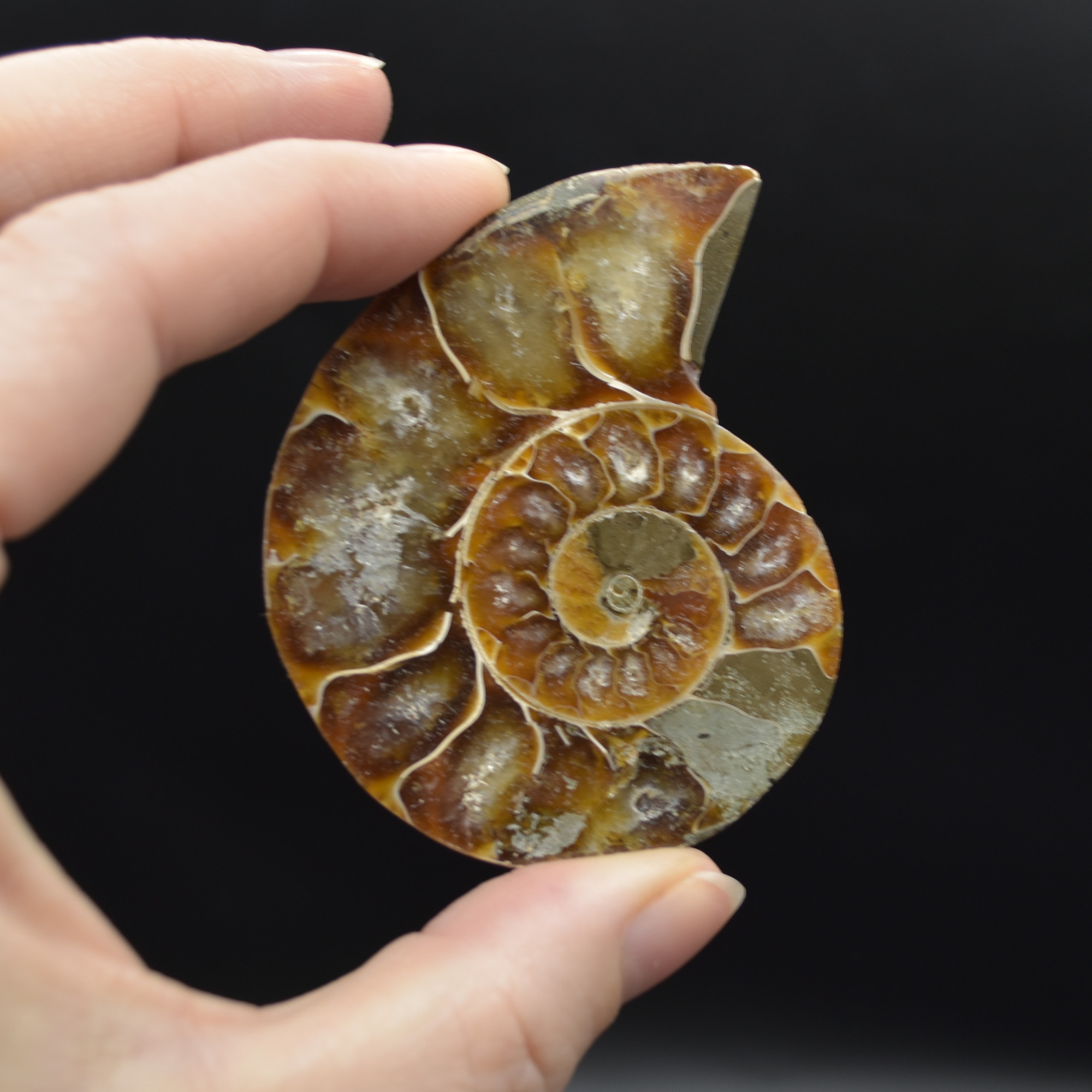 Pair of Brown Ammonite Cleoniceras Fossil Cut Slices from Madagascar - 3 Sizes - Image 12