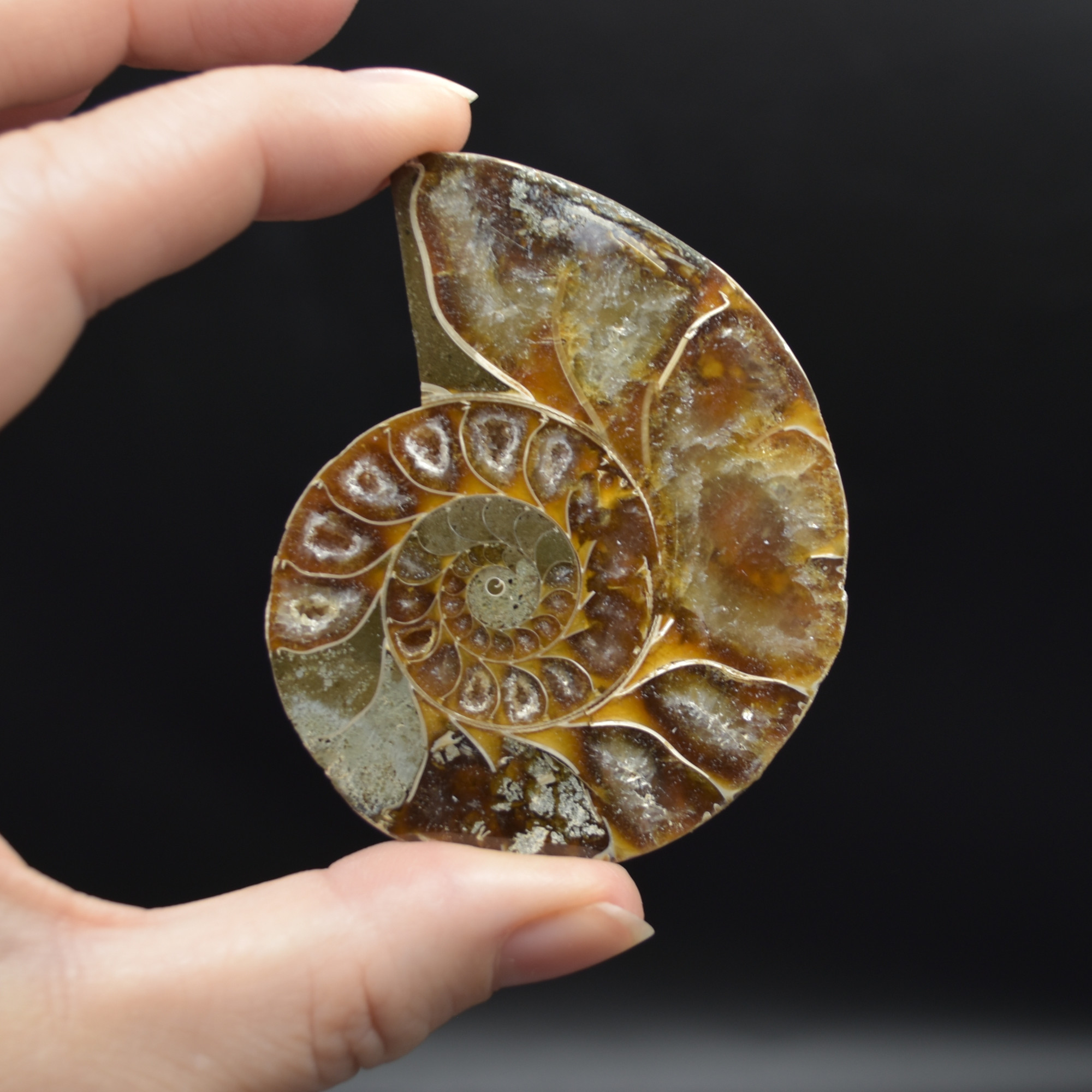 Pair of Brown Ammonite Cleoniceras Fossil Cut Slices from Madagascar - 3 Sizes - Image 13