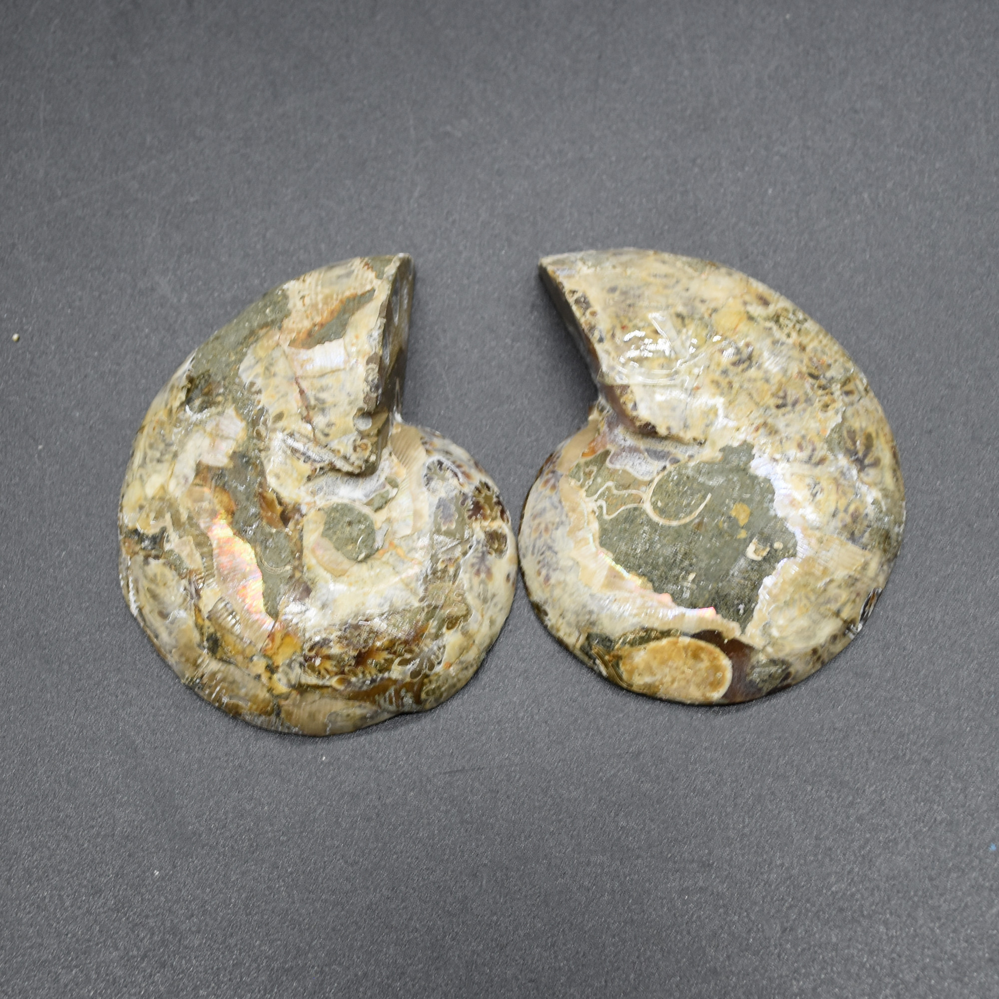 Pair of Brown Ammonite Cleoniceras Fossil Cut Slices from Madagascar - 3 Sizes - Image 14