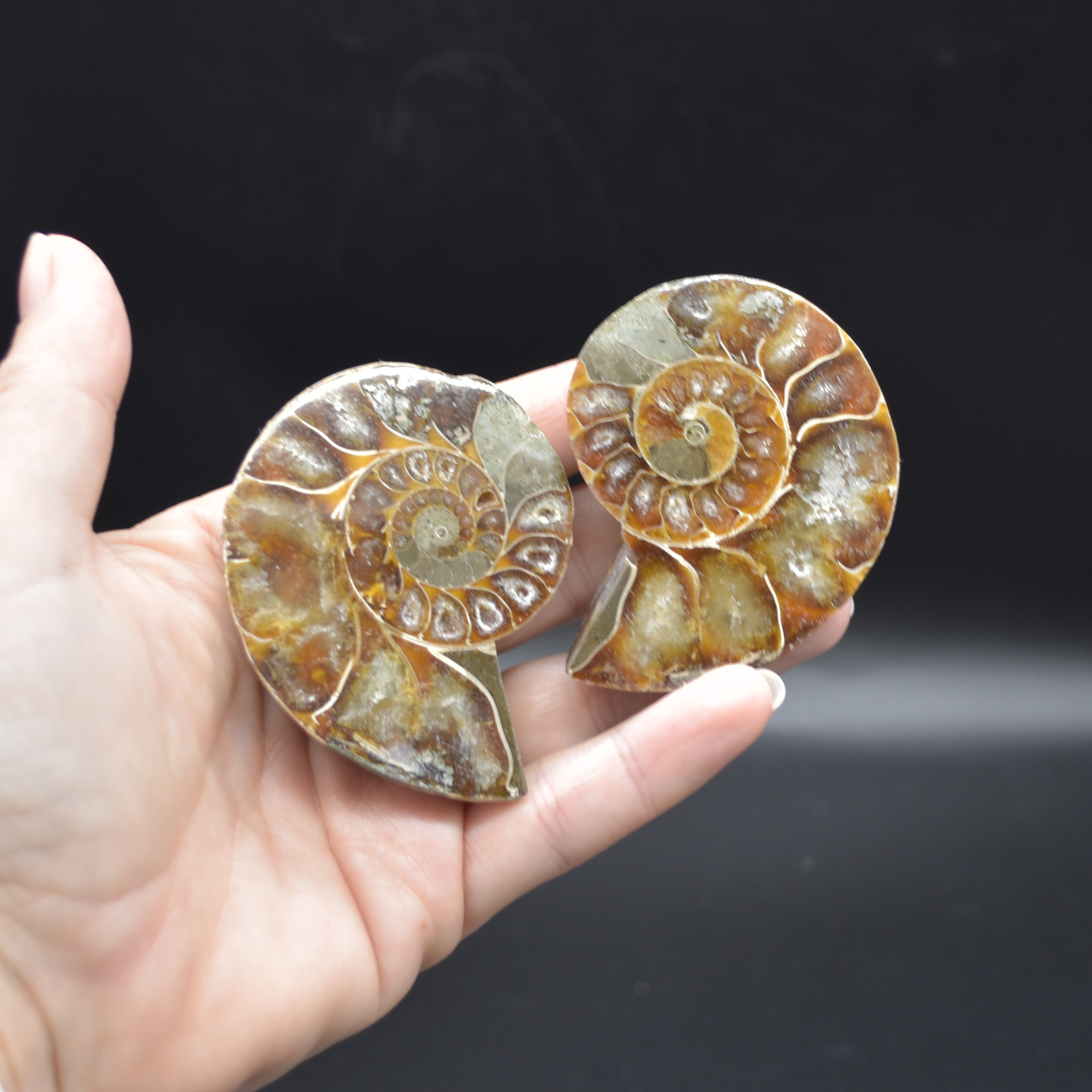 Pair of Brown Ammonite Cleoniceras Fossil Cut Slices from Madagascar - 3 Sizes - Image 15