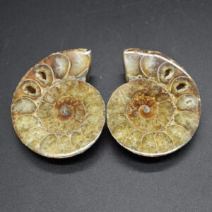 Pair of Brown Ammonite Cleoniceras Fossil Cut Slices from Madagascar - 4 Sizes
