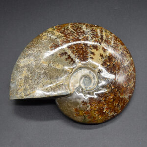 Large Brown Ammonite Cleoniceras Fossil from Madagascar - 16cm - 994 grams