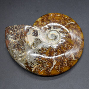 Brown Ammonite Cleoniceras Fossil from Madagascar - 14cm - 492 grams