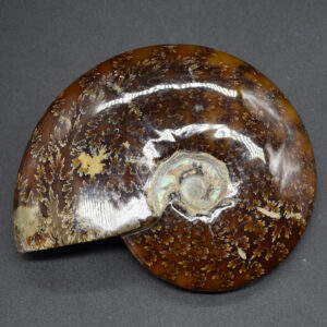 Brown Ammonite Cleoniceras Fossil from Madagascar - 13.2cm - 579 grams