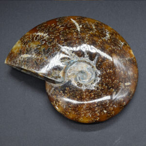 Brown Ammonite Cleoniceras Fossil from Madagascar - 12.7cm - 492 grams