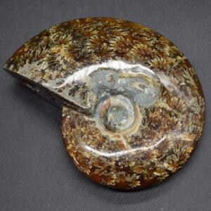 Brown Ammonite Cleoniceras Fossil from Madagascar - 12.7cm - 387 grams