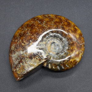 Brown Ammonite Cleoniceras Fossil from Madagascar - 10.3cm - 237 grams