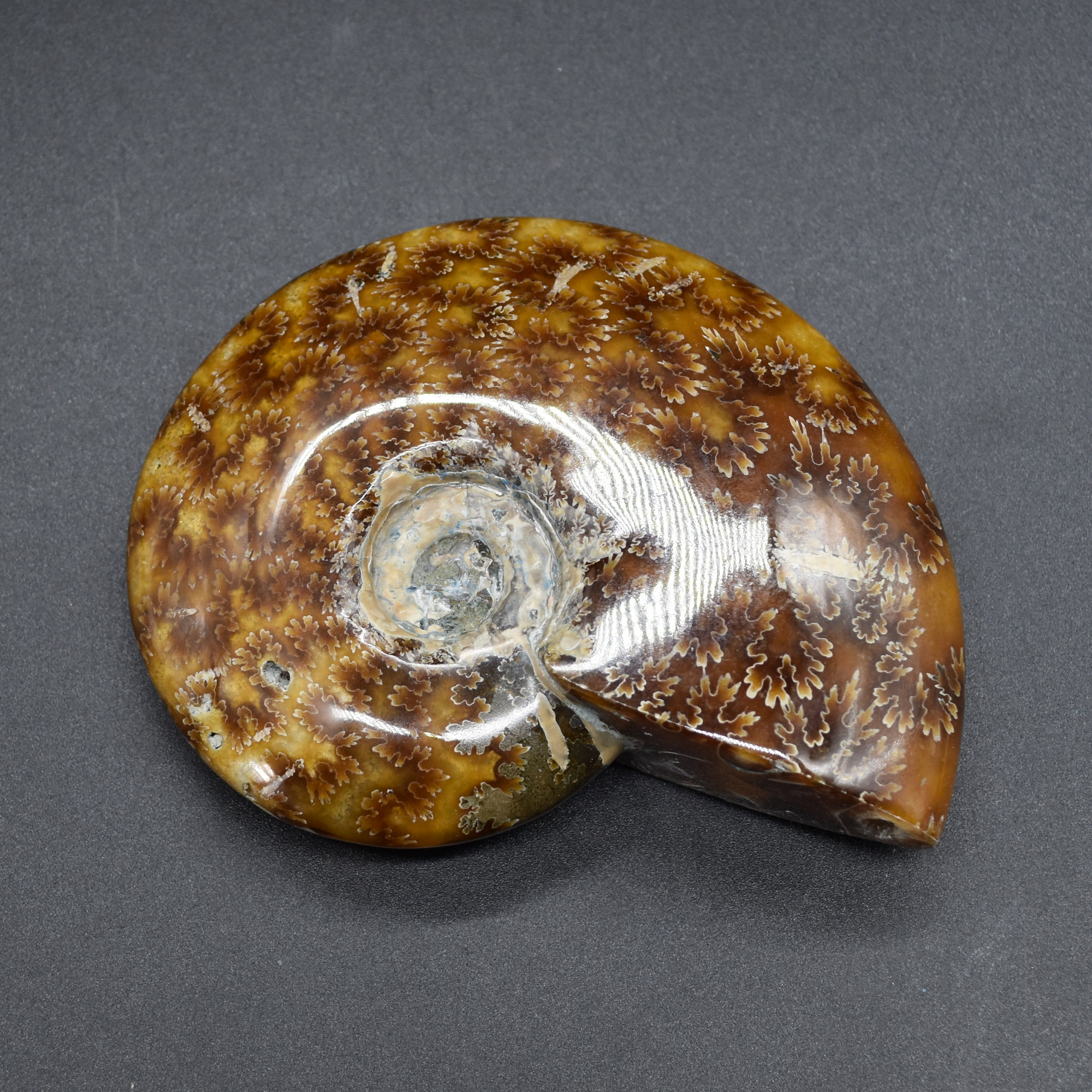 Brown Ammonite Cleoniceras Fossil from Madagascar - 10.3cm - 237 grams - Image 2