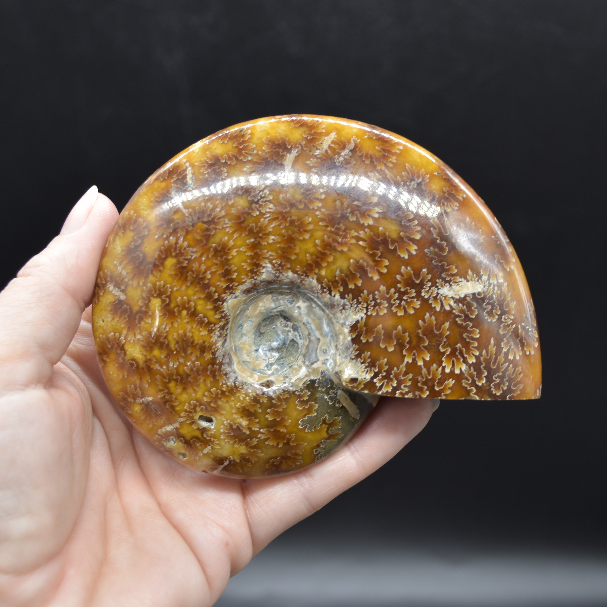 Brown Ammonite Cleoniceras Fossil from Madagascar - 10.3cm - 237 grams - Image 3