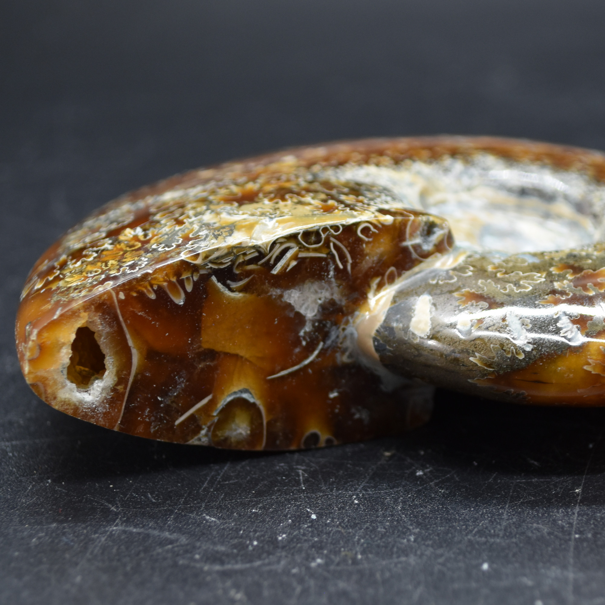 Brown Ammonite Cleoniceras Fossil from Madagascar - 10.3cm - 237 grams - Image 5