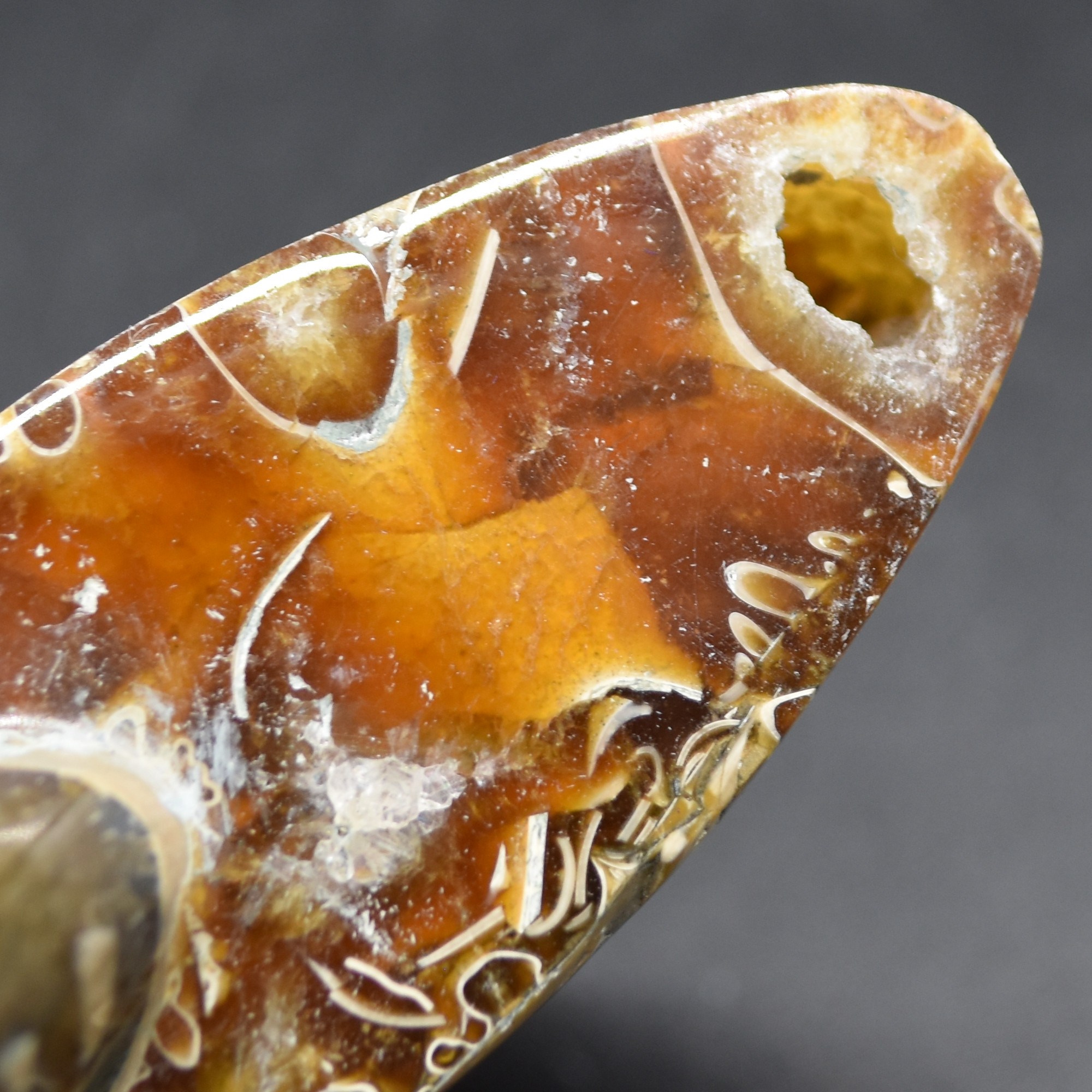 Brown Ammonite Cleoniceras Fossil from Madagascar - 10.3cm - 237 grams - Image 6