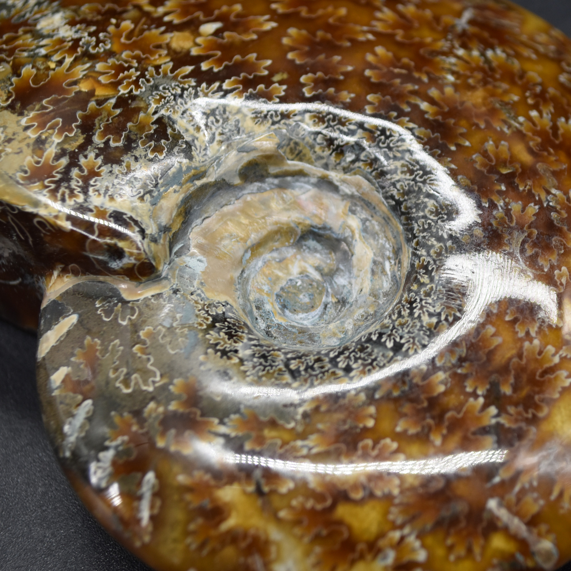 Brown Ammonite Cleoniceras Fossil from Madagascar - 10.3cm - 237 grams - Image 7