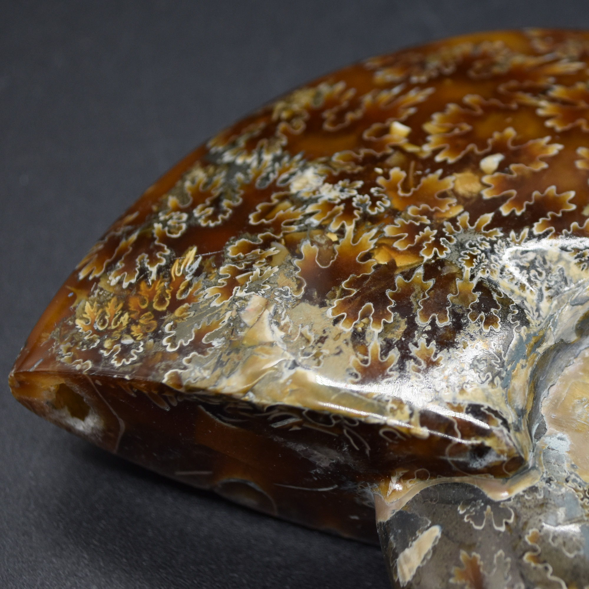 Brown Ammonite Cleoniceras Fossil from Madagascar - 10.3cm - 237 grams - Image 8