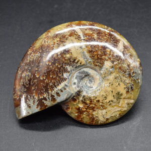 Brown Ammonite Cleoniceras Fossil from Madagascar - 9.4cm - 203 grams