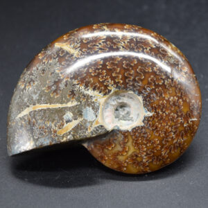 Brown Ammonite Cleoniceras Fossil from Madagascar - 9.2cm - 229 grams