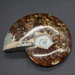 Brown Ammonite Cleoniceras Fossil from Madagascar - 9.3cm - 179 grams
