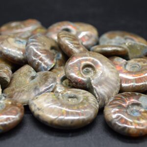 Red Fire Iridescent Ammonite Cleoniceras Fossils from Madagascar - 3 Sizes