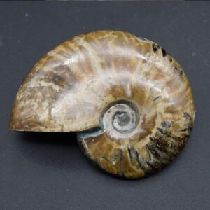 Large Red Fire Iridescent Ammonite Cleoniceras Fossil from Madagascar - 10cm - 289 grams