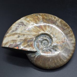 Large Red Fire Iridescent Ammonite Cleoniceras Fossil from Madagascar - 15cm - 898 grams