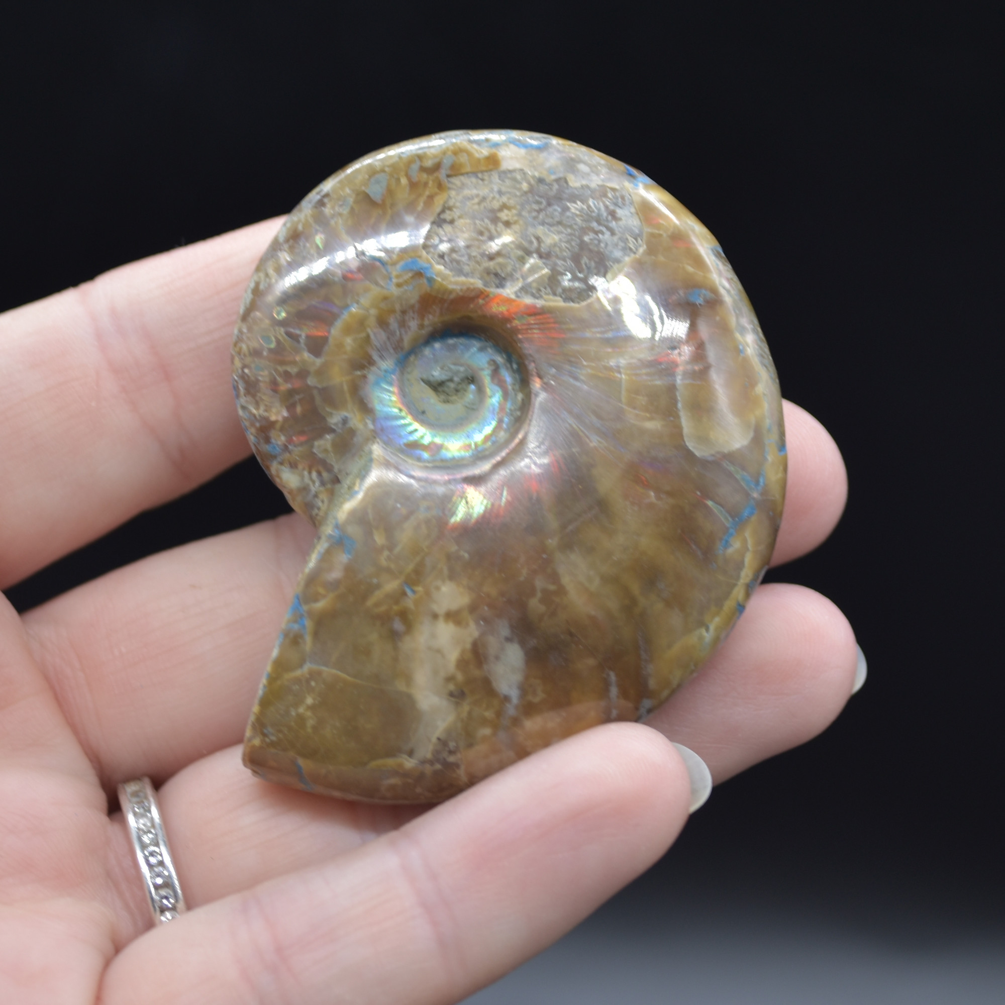 Red Fire Iridescent Ammonite Cleoniceras Fossil from Madagascar - 5.5cm - Image 2