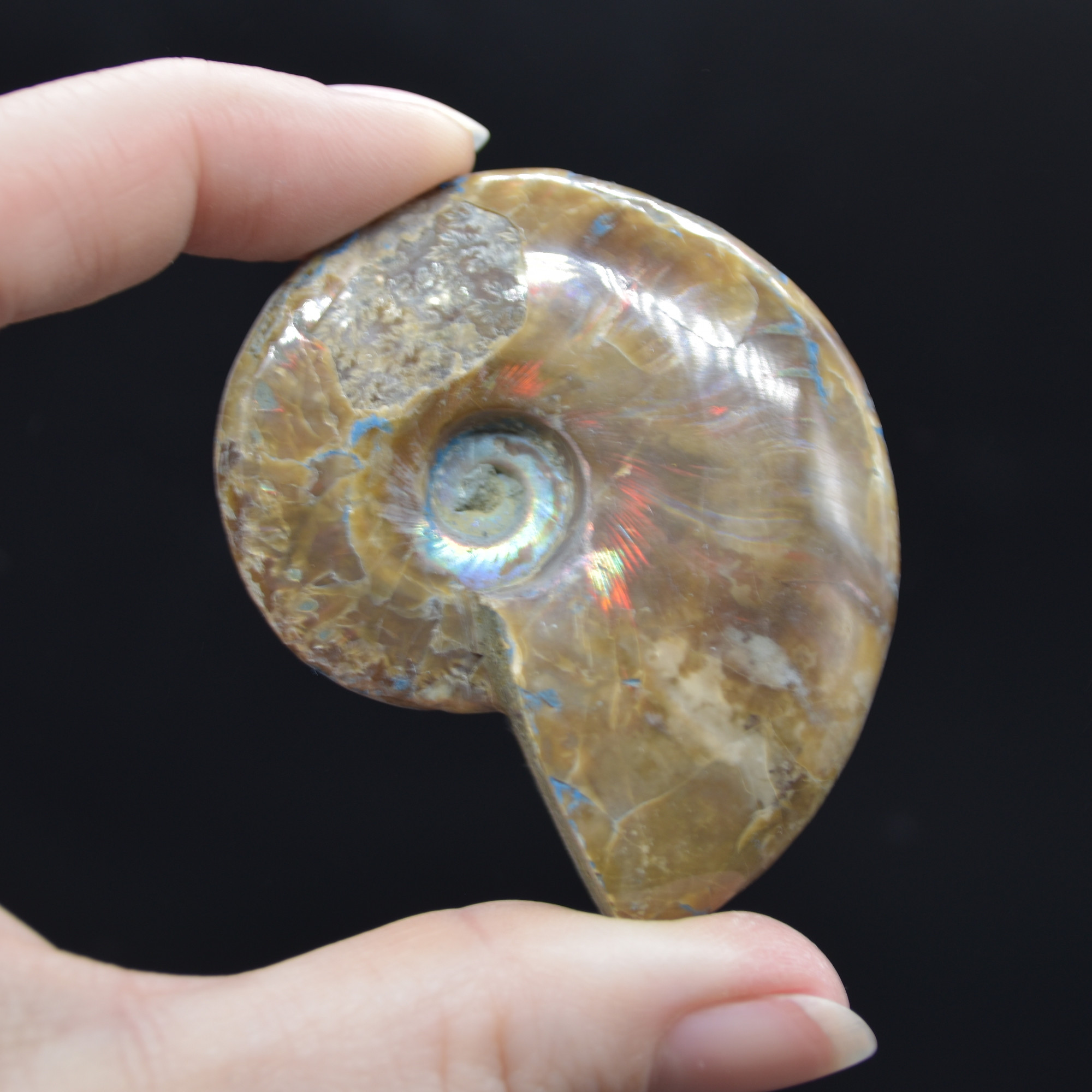 Red Fire Iridescent Ammonite Cleoniceras Fossil from Madagascar - 5.5cm - Image 3