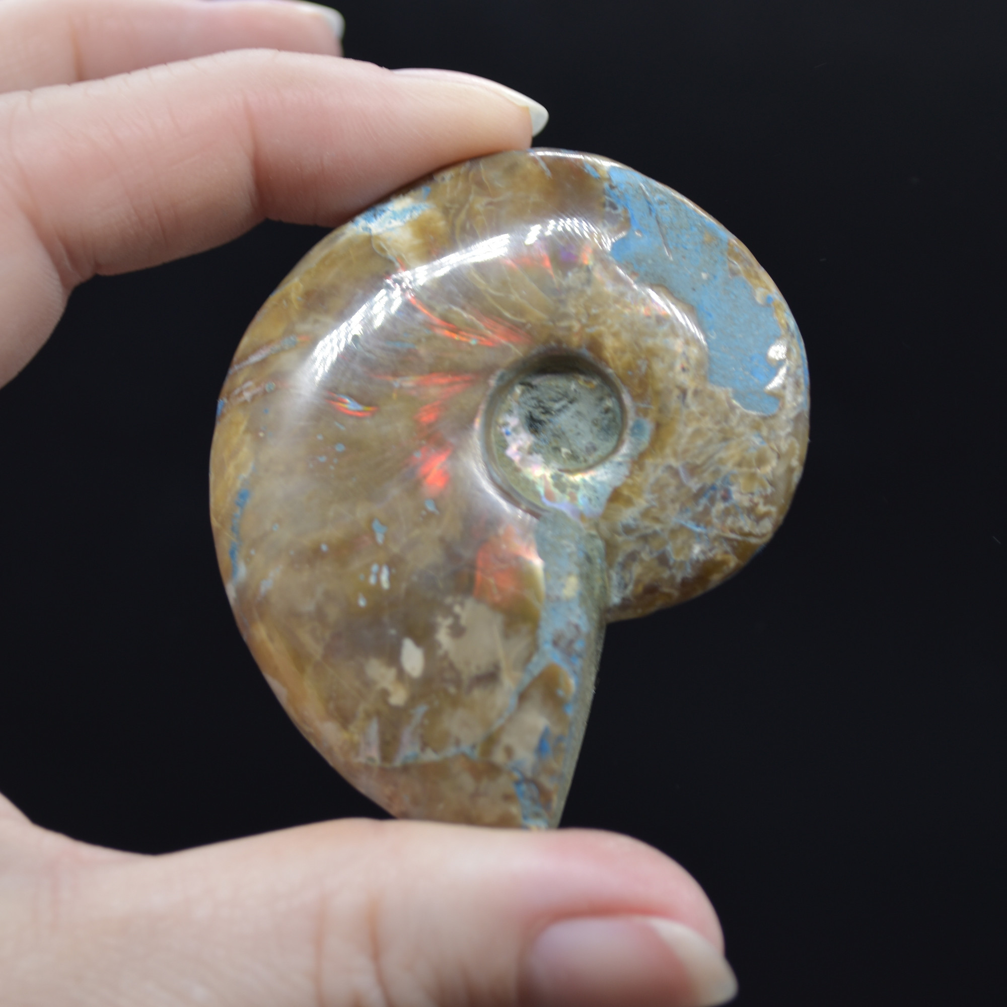 Red Fire Iridescent Ammonite Cleoniceras Fossil from Madagascar - 5.5cm