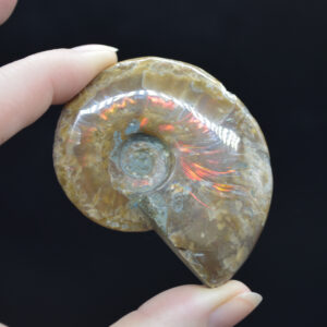 Red Fire Iridescent Ammonite Cleoniceras Fossil from Madagascar - 5.8cm