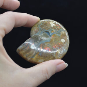 Red Fire Iridescent Ammonite Cleoniceras Fossil from Madagascar - 6cm