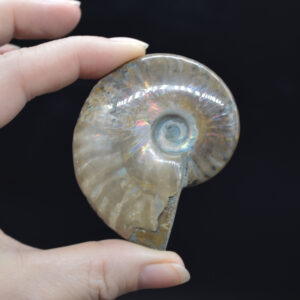 Red Fire Iridescent Ammonite Cleoniceras Fossil from Madagascar - 6cm
