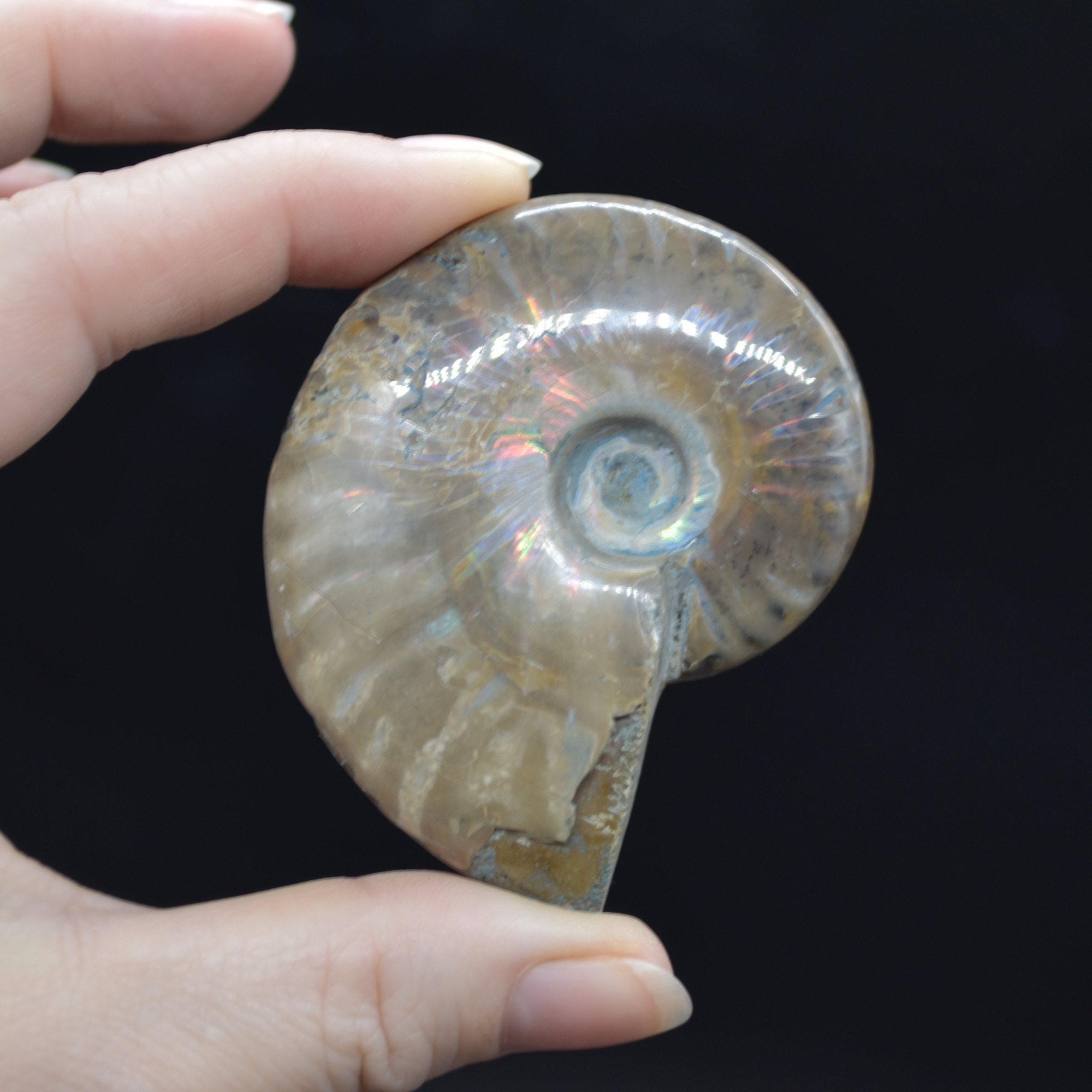 Red Fire Iridescent Ammonite Cleoniceras Fossil from Madagascar - 6cm